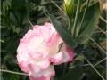 angelina-rose-picotee-jpg