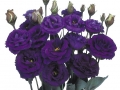 carmen-violet-jpg