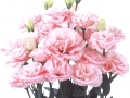 claris-pink-jpg