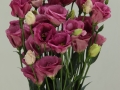 excalibur-rose-pink-2-jpg