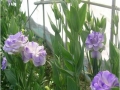 exeosa-blue-flash-jpg