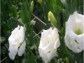exrosa-white-jpg