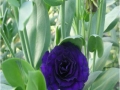 fours-fours-violet-jpg