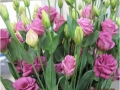 foursfours-rose-jpg