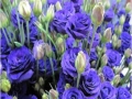foursfours-violet-jpg