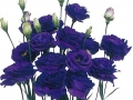 piccorasa-blue-jpg