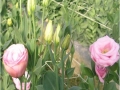 robella-clear-pink-jpg