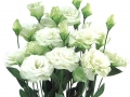 robella-green-jpg