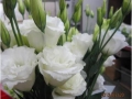 robella-white-jpg