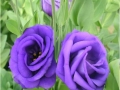 rosina-blue-jpg