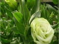 rosina-green-jpg