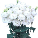 Piccorosa-White