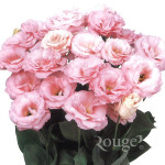 Robella-Light-Pink