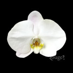 Phalaenopsis. V3