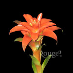 Guzmania Orange Ade