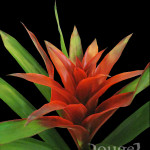 Guzmania Large Red