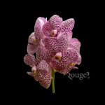 Purple Speckle (2)