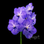 Pakchong Blue (2)