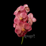 Vanda Pink Cafe