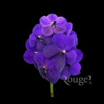Purple-GA