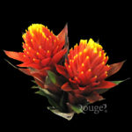 Guzmania Beatrice